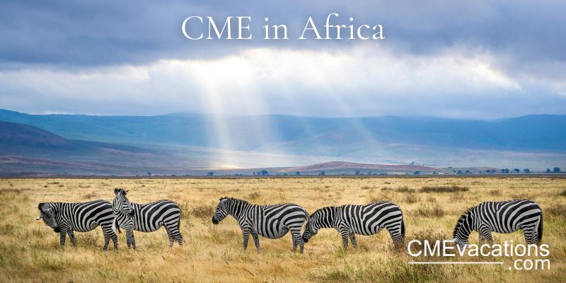Zebras grazing in a grassy field with a rainbow in the background