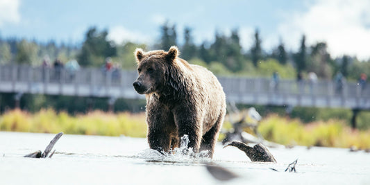Brown bear standing on a snowy ground with a bridge and people in the background