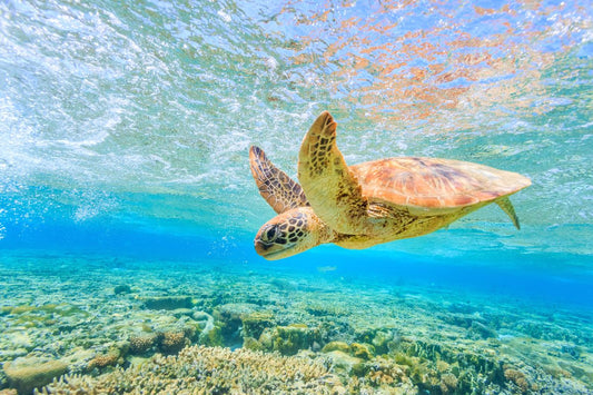 CME Conference -  Waikiki, Hawaii - February 4-7, 2026 - Outpatient Medicine Update