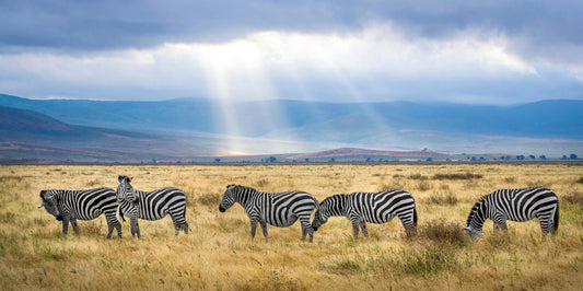 Zebras grazing in a grassy field with a rainbow in the background